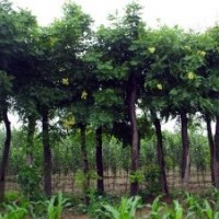 成都欒樹(shù)價(jià)格 成都欒樹(shù)報(bào)價(jià) 欒樹(shù)品種 欒樹(shù)規(guī)格