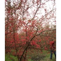 成都貼梗海棠價(jià)格 成都貼梗海棠報(bào)價(jià) 貼梗海棠品種 貼梗海棠規(guī)格