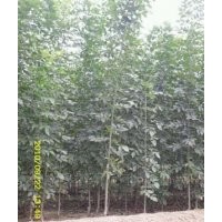 中國山東哪里有賣合歡的，合歡樹苗哪里有賣？