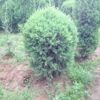 保定哪里有北京檜柏