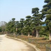 供應(yīng)：湖南桂花、湖南廣玉蘭、湖南羅漢松、湖南香樟、湖南杜鵑