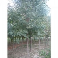 白蠟 5-6-7-8-9-10-11-12-13-14-15-16公分