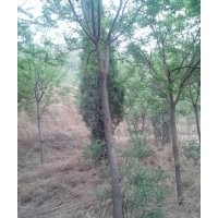 山西國槐，一級(jí)國槐，15-30個(gè)國槐，國槐苗，白皮松