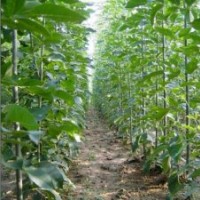 【低價供】國槐－１０７楊－白蠟－毛白楊－千頭椿－垂柳－速生柳