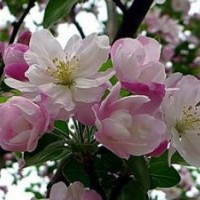 河北西府海棠優(yōu)質(zhì)品種