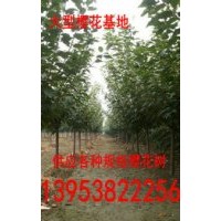 山東5公分6公分7公分8公分10公分12公分櫻花