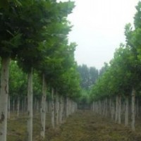 速生法桐高大厚圓柱形樹干