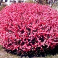 河北榆葉梅成活率最高的基地