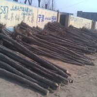 榆樹苗，榆樹基地，榆樹價格，山東榆樹，濱州榆樹，保定榆樹