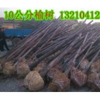 供應天津榆樹苗木種植基地10公分榆樹8000棵、苗圃苗、隨時起苗