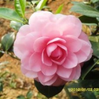 山茶花批發(fā) 各種花木批發(fā)