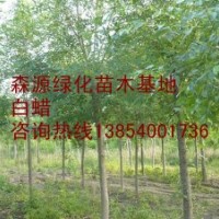 供應(yīng)各種規(guī)格白蠟-白蠟小苗