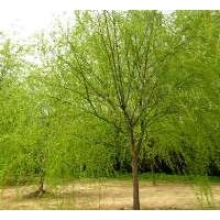 河北哪里的黃櫨小苗成活率高