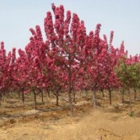 供應(yīng)北美海棠，成品苗，半成品苗，根接苗