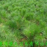 供應(yīng)樟子松綠化苗