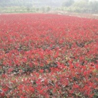 紅葉石楠|陜西新品系紅葉石楠|陜西綠化苗木花卉一站式集散鎮(zhèn)