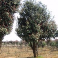 香樟，桂花，羅漢松