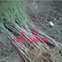 木槿專供、木槿種植、木槿產(chǎn)地、木槿基地、哪里木槿便宜