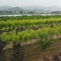 供應金葉復葉槭7-8、金葉白蠟6、紅寶石海棠5、蜀檜2-3米