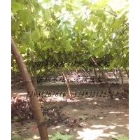 河北法桐基地遭遇狂風(fēng)襲擊