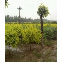 供應(yīng)聊城速生國槐、濱州速生國槐、菏澤速生國槐