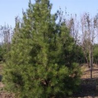 秦皇島龍爪槐、白蠟、國槐、銀中楊、油松、云杉營養(yǎng)缽