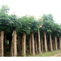 供應(yīng)湖北優(yōu)質(zhì)欒樹