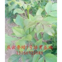 魯蠟5號種植業(yè)魯蠟5號的栽培管理
