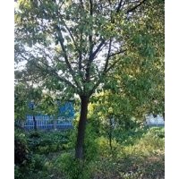 大量供應(yīng)香樟，女貞，櫸樹