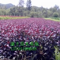 王族海棠、光輝海棠、