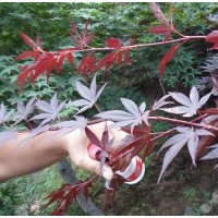 日本三季紅紅楓大搶購