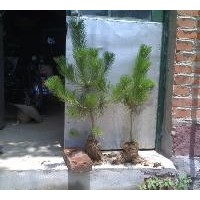 供應70公分油松苗 油松小苗