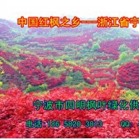 常年供應(yīng):紅楓/櫻花/桂花/茶花/茶梅/五針?biāo)?/></a>
<div><a href=
