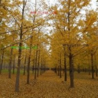 供應銀杏樹10公分