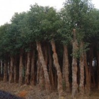湖南香樟樹價格移植骨架2-3年香樟價格香樟價格