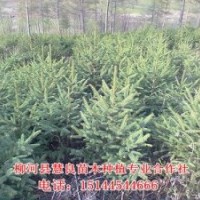 供應(yīng)云杉，云杉苗，云杉樹苗，云杉小苗，青仟云杉，紅皮云杉