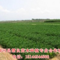 出售30-50公分黑松樹苗，1-10年黑松樹苗，營養(yǎng)杯黑松苗