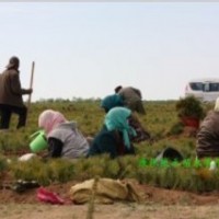 批發(fā)秋季造林用苗 二年生杯栽樟子松 株高20-35cm