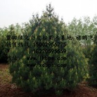 藍田綠化白皮松