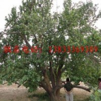 長(zhǎng)期供應(yīng)八棱海棠樹(shù)