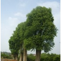 15公分多桿香樟樹多桿香樟樹移植香樟