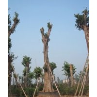 出售Ф90cm四川黃葛樹大樹，瀘州大黃葛樹