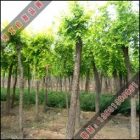 金葉榆價格_金葉榆行情怎么樣