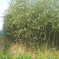 柳樹/速生柳