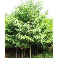 宏景公司提供最新湖南樂昌含笑價格，瀏陽樂昌含笑價格查詢