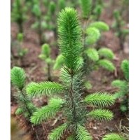 一年生青仟云杉小苗15-20cm