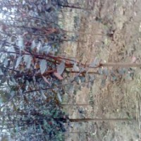 常規(guī)工程苗木 占地苗 大小喬木 花灌木 小苗定向繁育