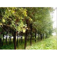 國(guó)槐，白蠟，柳樹(shù)，檉柳，榆樹(shù)，法桐