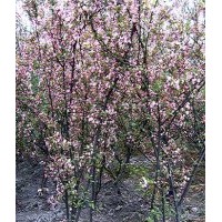 成都櫻花價(jià)格 成都櫻花報(bào)價(jià) 櫻花品種 櫻花規(guī)格