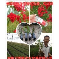 紅火箭紫薇 搶購